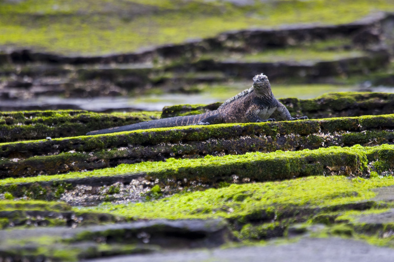 Marine Iguana On Algae Covered Rocks